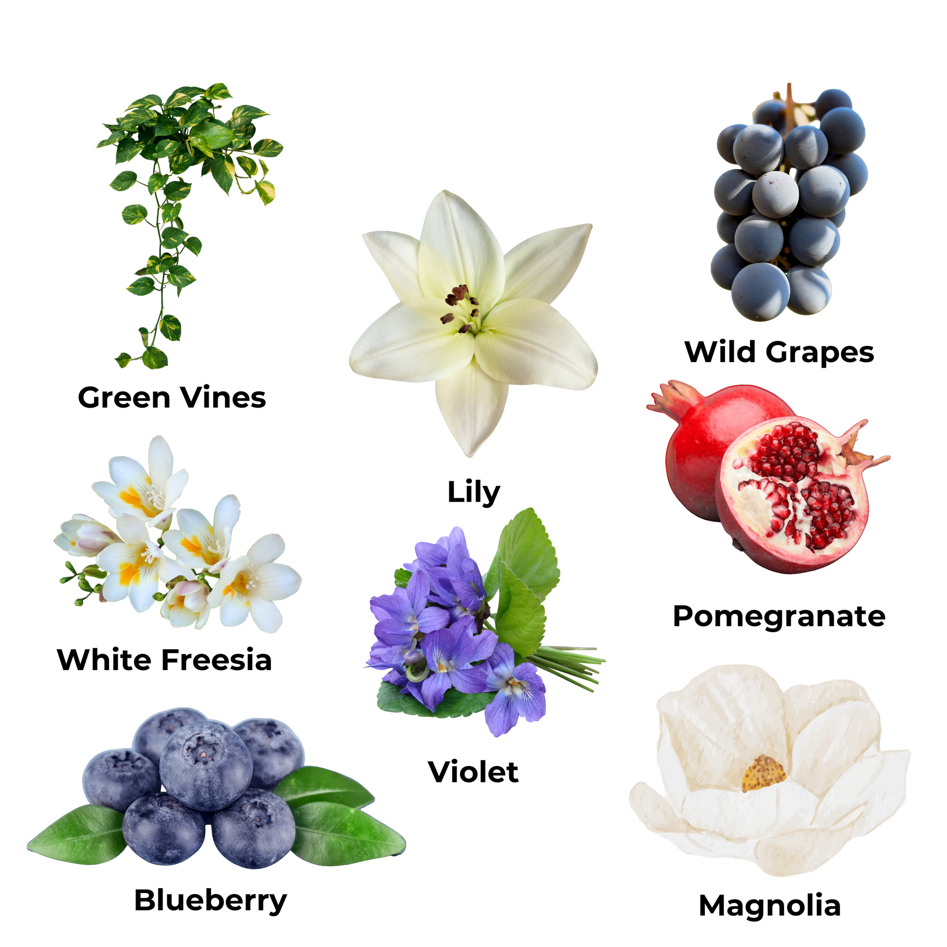 Scent notes: green vines, lily, wild grapes, white freesia, violet, pomegranate, blueberry, and magnolia